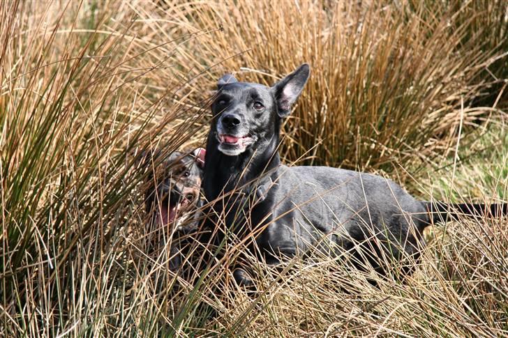Blanding af racer Rollo - Et akavet billede, men det giver da lidt. billede 6