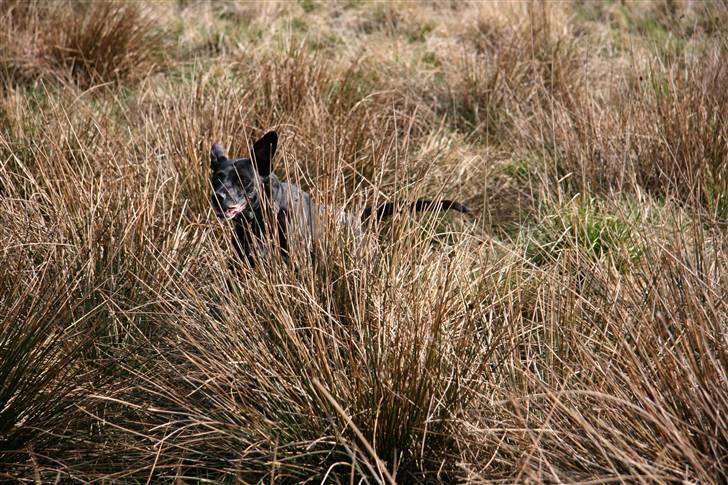 Blanding af racer Rollo - Ude i det dejlige terræn en forårsdag. billede 7