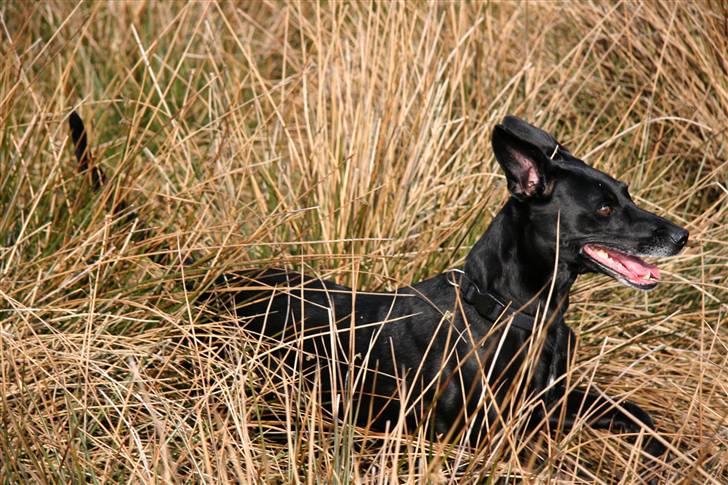 Blanding af racer Rollo - 12 år og fit-for-fight. billede 8