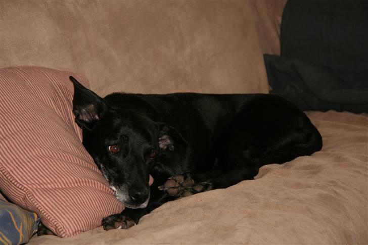 Blanding af racer Rollo - Livet er fedt ;-) billede 9