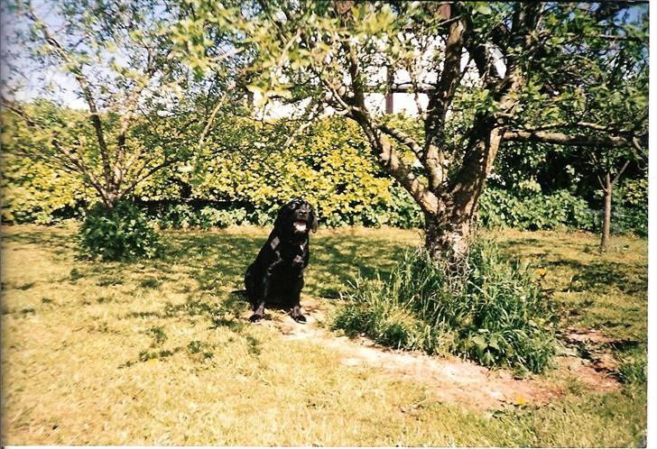 Labrador retriever Molly billede 7