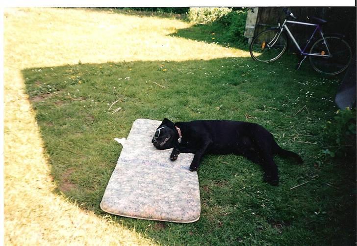 Labrador retriever Molly - hvem har slukket lyset?? uuh man ligger godt billede 8