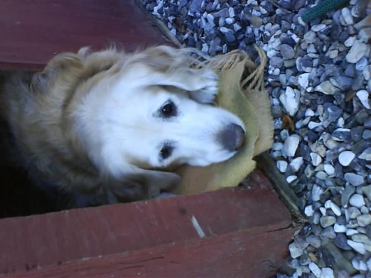 Blanding af racer Max billede 11