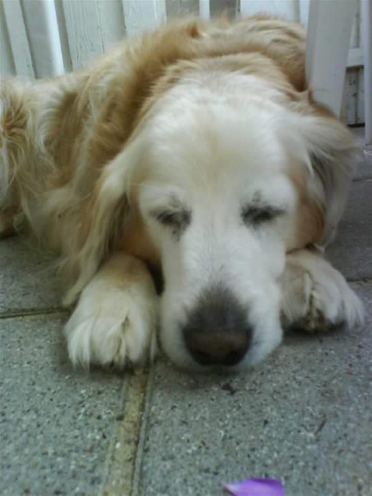 Blanding af racer Max billede 12