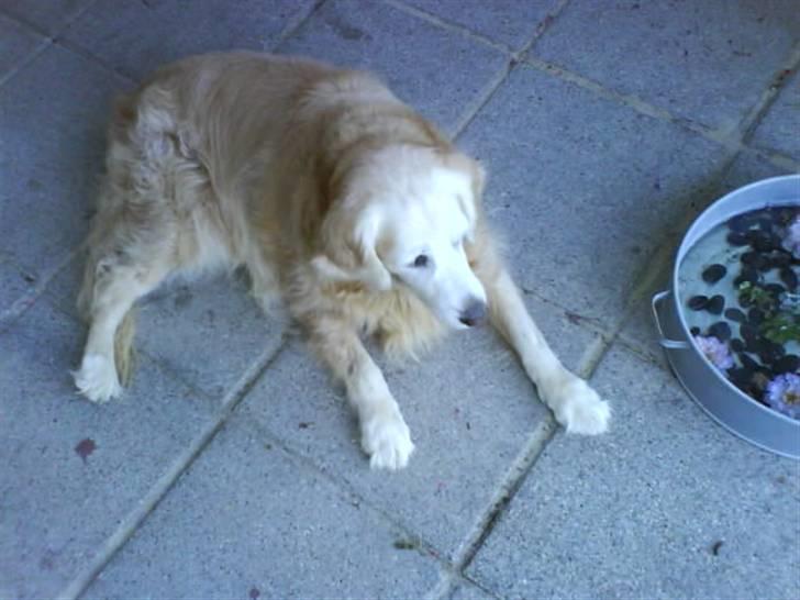 Blanding af racer Max billede 13