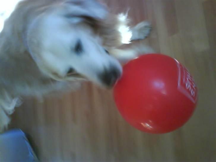 Blanding af racer Max billede 14