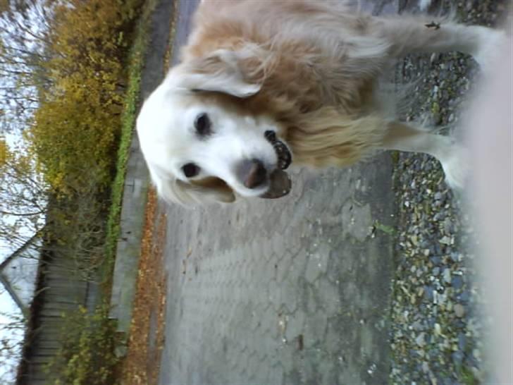 Blanding af racer Max - Er min sten ik´ flot? q: billede 15