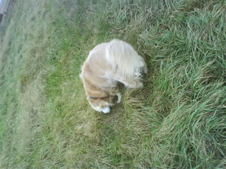 Blanding af racer Max billede 16