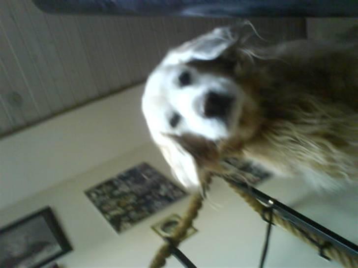 Blanding af racer Max billede 17