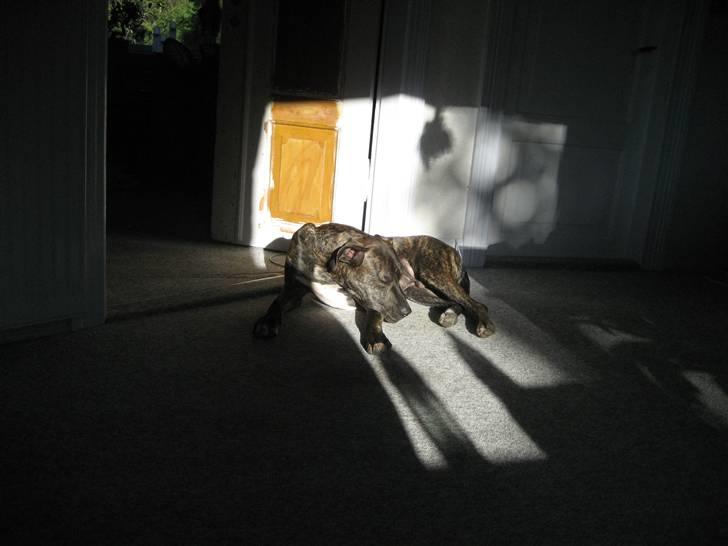 Blanding af racer Baloo billede 16