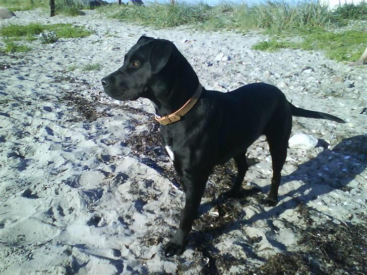 Blanding af racer Nala billede 6