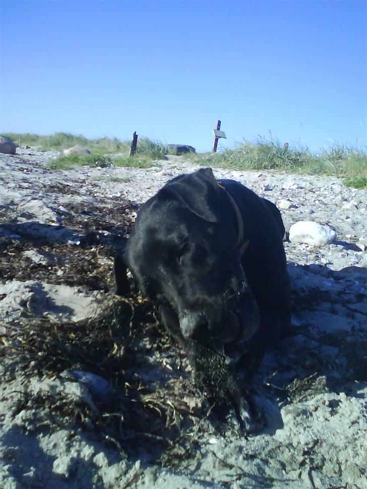 Blanding af racer Nala billede 7