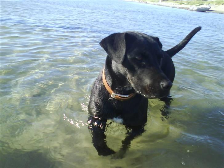 Blanding af racer Nala - Det er sjovt at svømme : ) billede 8