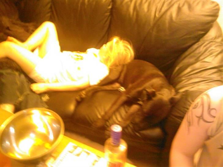 Blanding af racer Kasmir billede 6