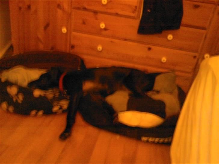 Blanding af racer Kasmir billede 7