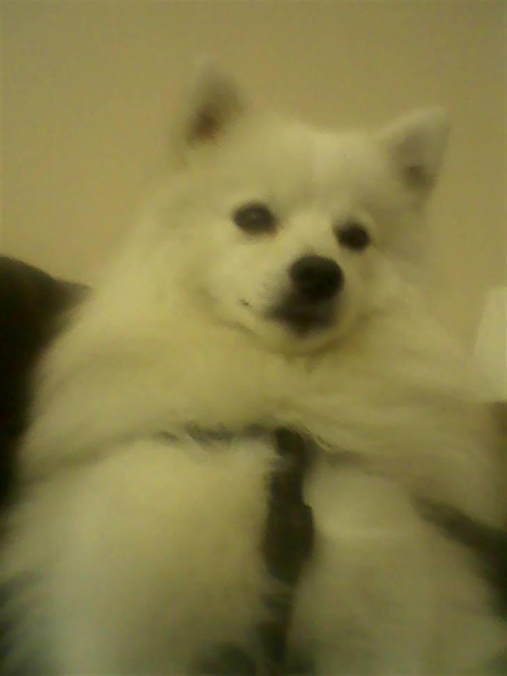 Japansk spids Mokway *R.I.P* billede 12