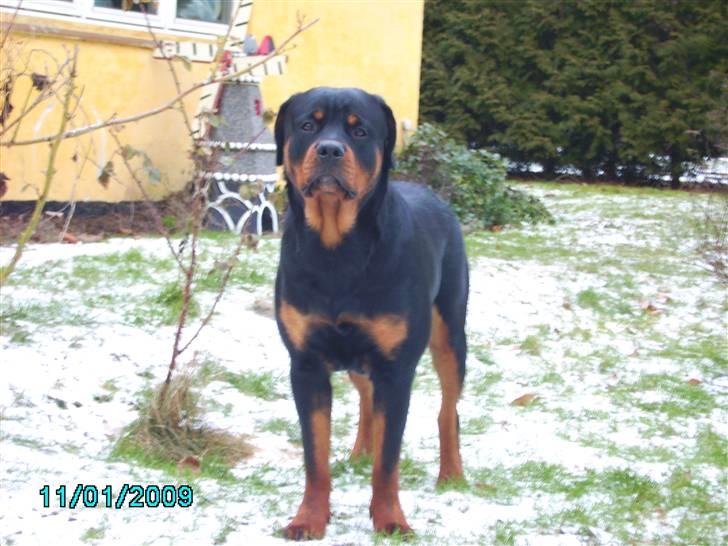 Rottweiler Xinka's Casko (R.I.P) - 10 mdr. billede 16