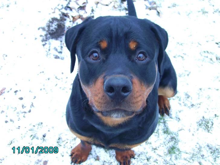 Rottweiler Xinka's Casko (R.I.P) - "Hvad har du der, mor?" billede 17