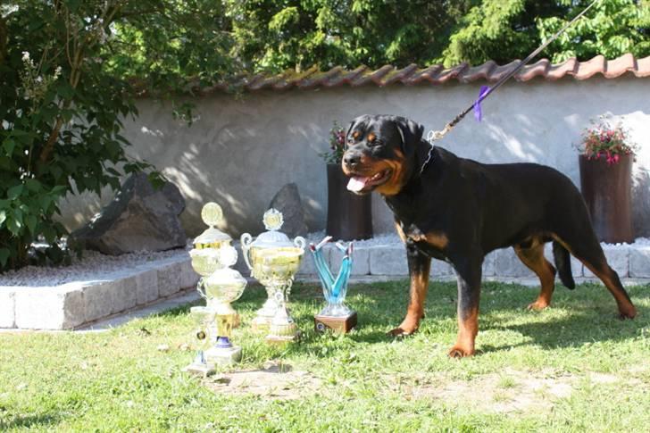 Rottweiler Xinka's Casko (R.I.P) - 15 mdr billede 18