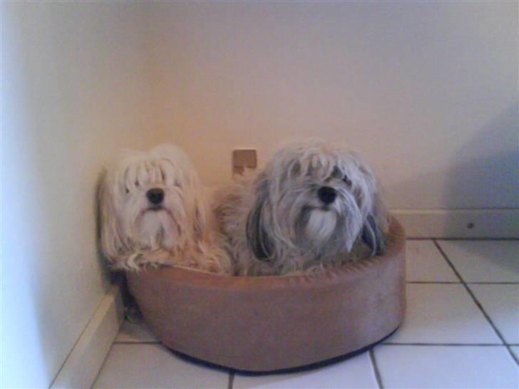 Løwchen Lucy<3 - mor og datter hygge:P billede 5