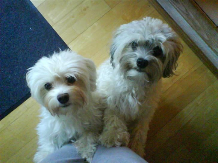 Løwchen Lucy<3 - Gi´ os så en gubbi!(godbid) billede 6