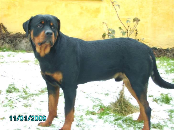 Rottweiler Xinka's Casko (R.I.P) - 10 mdr. billede 19