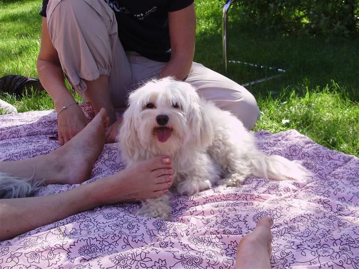 Løwchen Lucy<3 - slapper af i haven billede 7