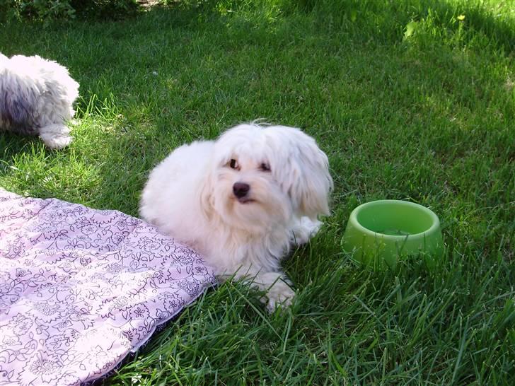 Løwchen Lucy<3 - afslapning i haven billede 8