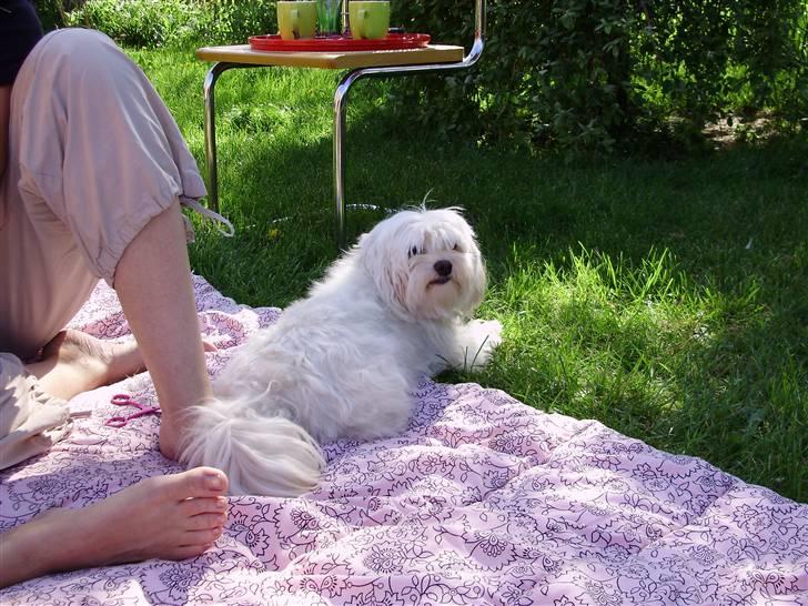 Løwchen Lucy<3 - hygger på tæppet billede 9