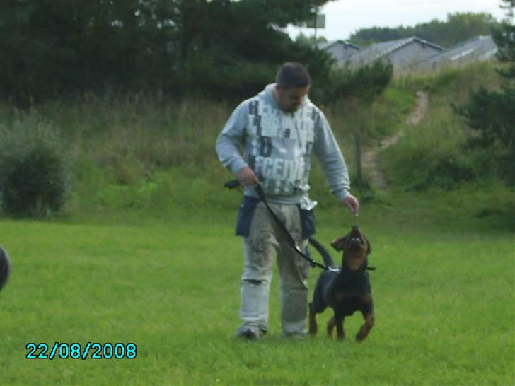 Rottweiler Xinka's Casko (R.I.P) - Til hvalpetræning billede 20