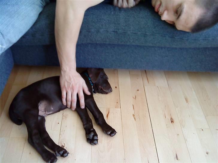 Korthåret hønsehund Søborggård`s Tec - Mine mænd :)  billede 10