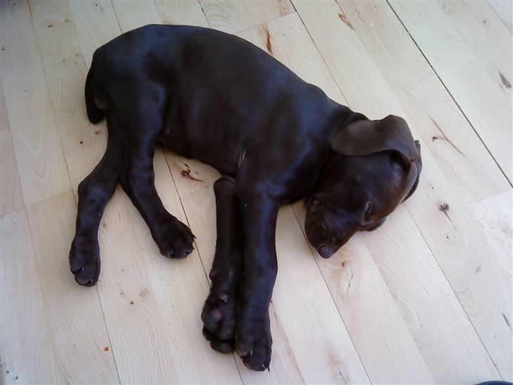 Korthåret hønsehund Søborggård`s Tec billede 11