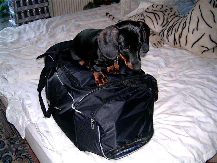 Gravhund Piw - mors - Piw har erobret min taske billede 1