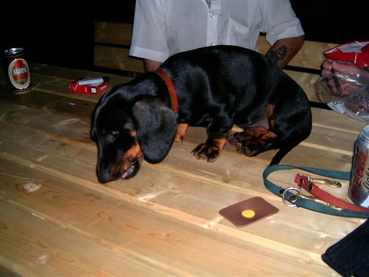 Gravhund Piw - mors - piw sidder oppe på bænken billede 2