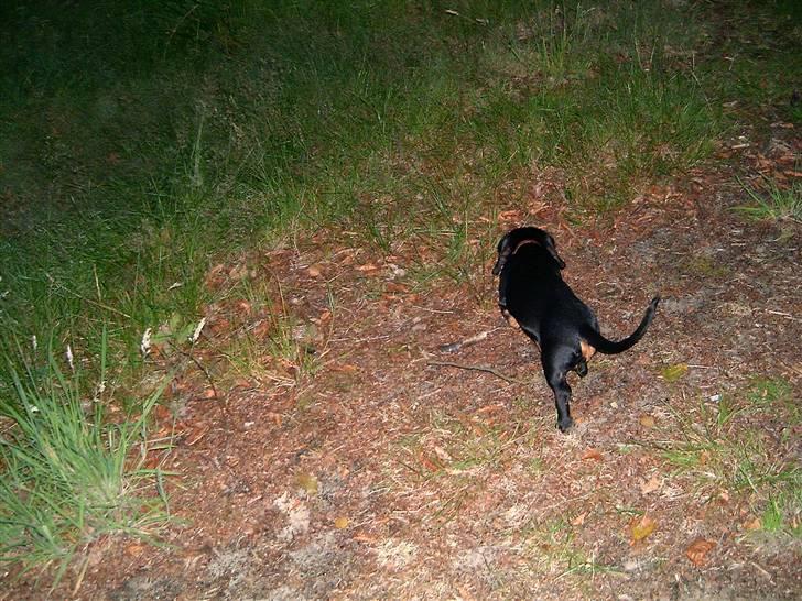 Gravhund Piw - mors - "hvad er dog det?" billede 3