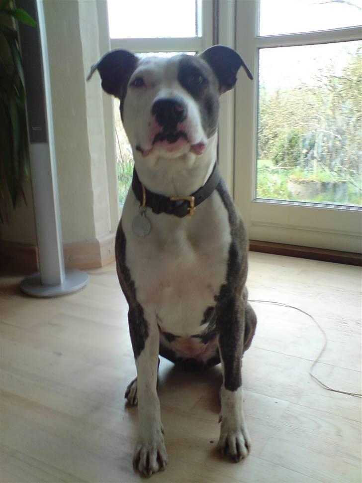 Amerikansk staffordshire terrier freja billede 9