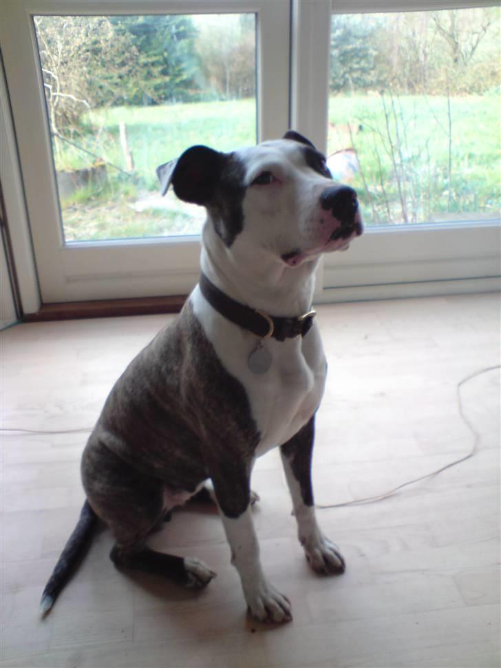 Amerikansk staffordshire terrier freja billede 10