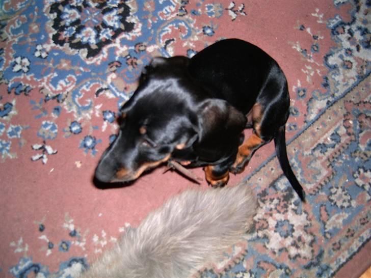 Gravhund Piw - mors - piw billede 4