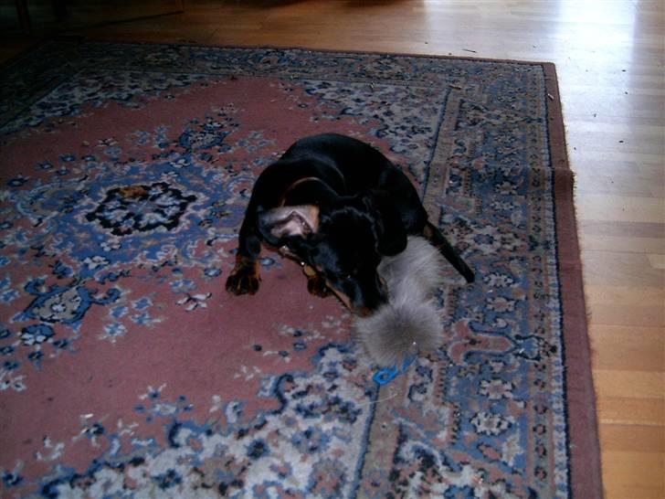 Gravhund Piw - mors - piw leger med sin rævehale billede 5