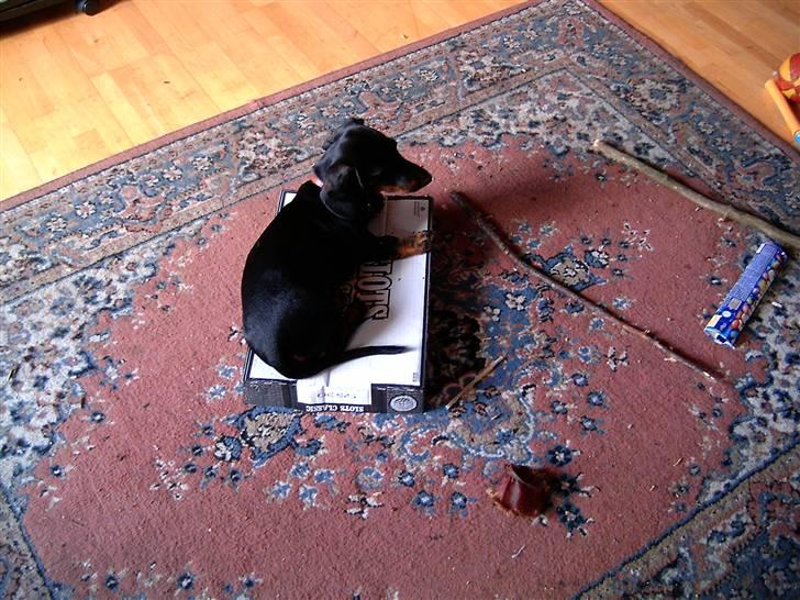 Gravhund Piw - mors - piw har erobret en kasse billede 6