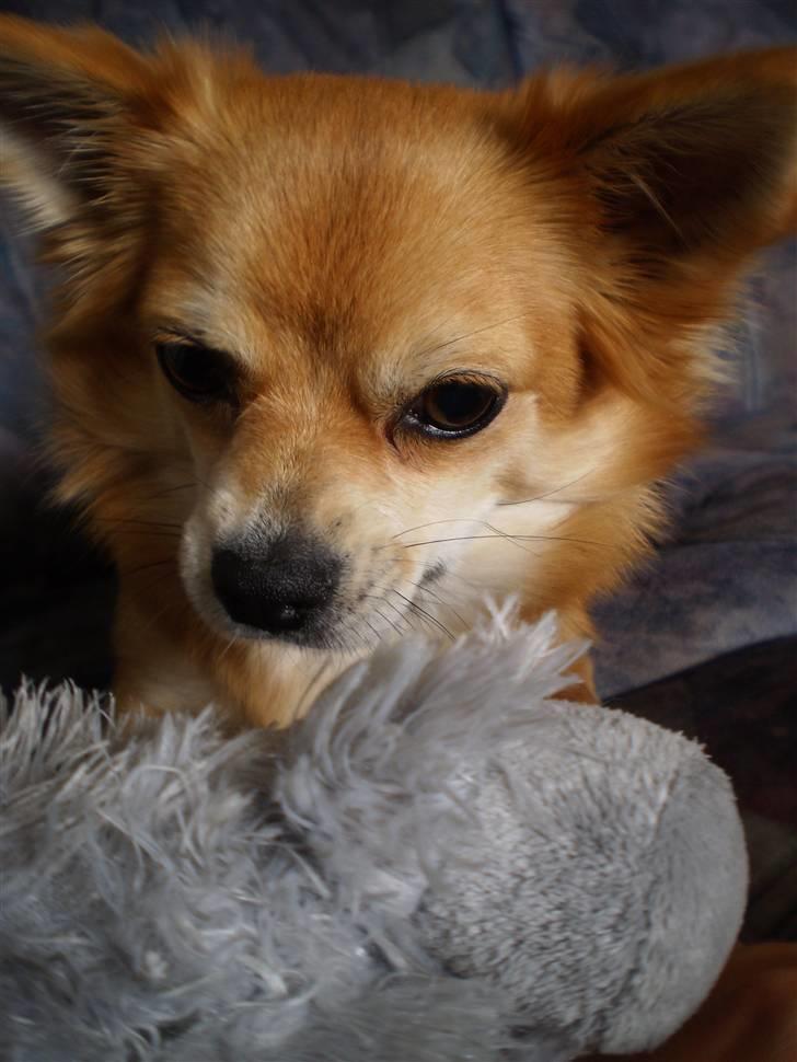 Chihuahua Molly - Fanten er bare god og lege med.. :D billede 18