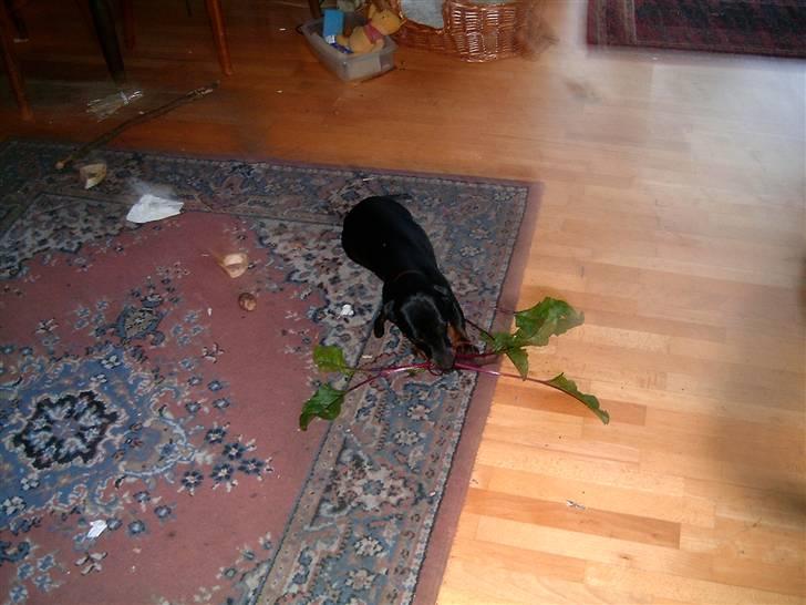 Gravhund Piw - mors - piw har taget en rødbede ude i haven billede 7