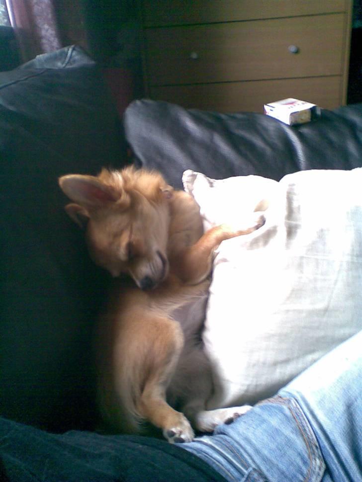 Chihuahua Molly - En Meget underlig måde og putte på.. hehe... billede 19