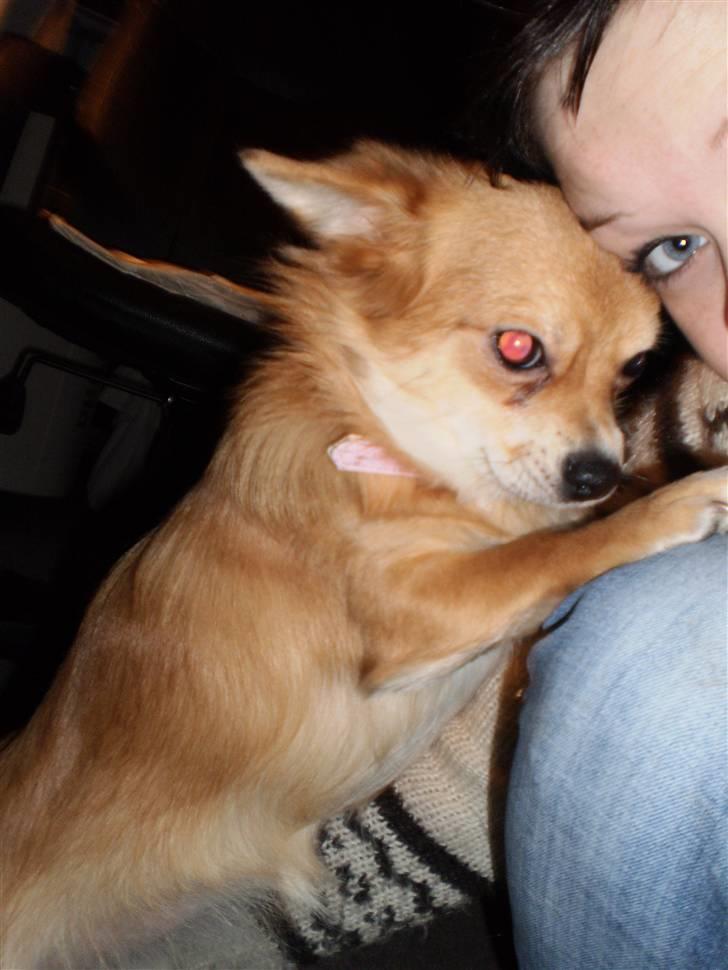 Chihuahua Molly - MMmm... Mors Egen Prinsesse... <3 billede 20