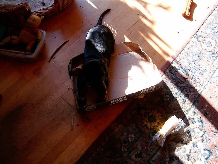 Gravhund Piw - mors - piw med sin kasse billede 8