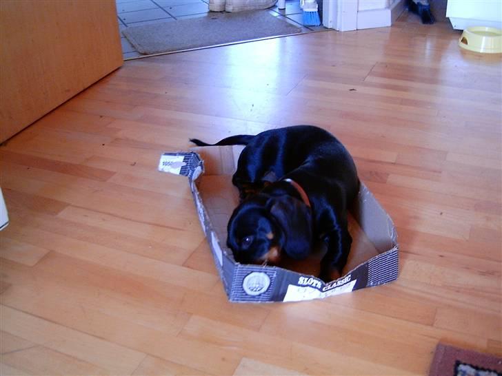 Gravhund Piw - mors - piw har erobret en kasse 2 billede 9