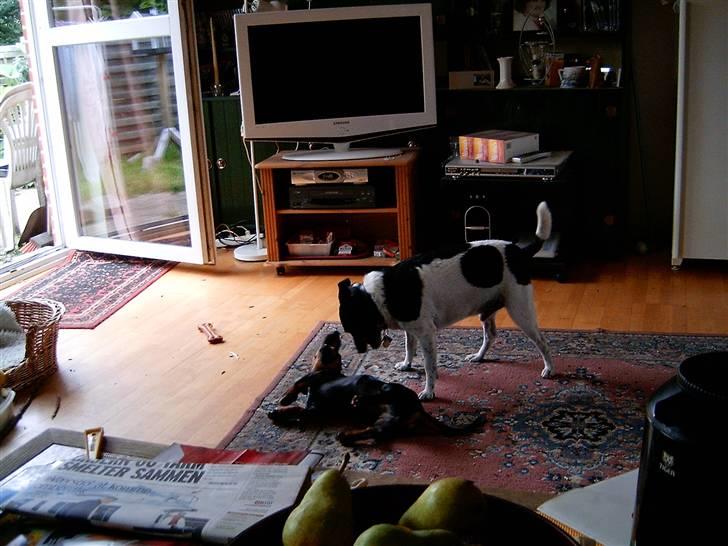 Gravhund Piw - mors - piw leger med Rollo billede 10