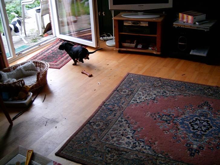 Gravhund Piw - mors - piw er efter Rollo billede 11