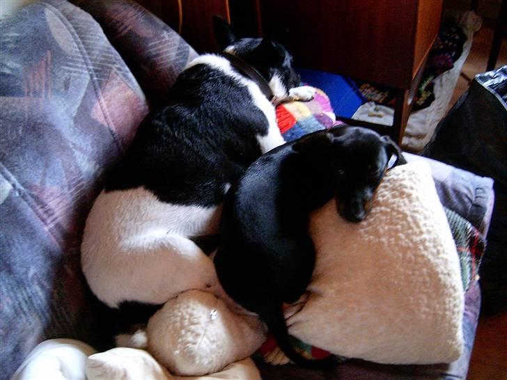 Gravhund Piw - mors - piw og rollo ligger sammen billede 12