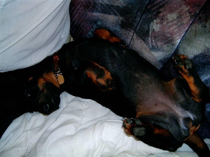 Gravhund Piw - mors - piw ligger på ryggen billede 13